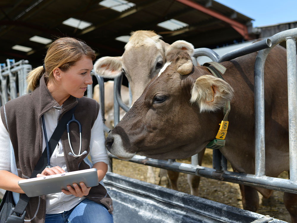 Veterinarian giving a cow a check up.